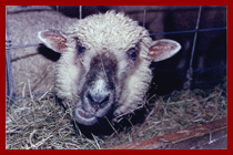 sheep Ewe